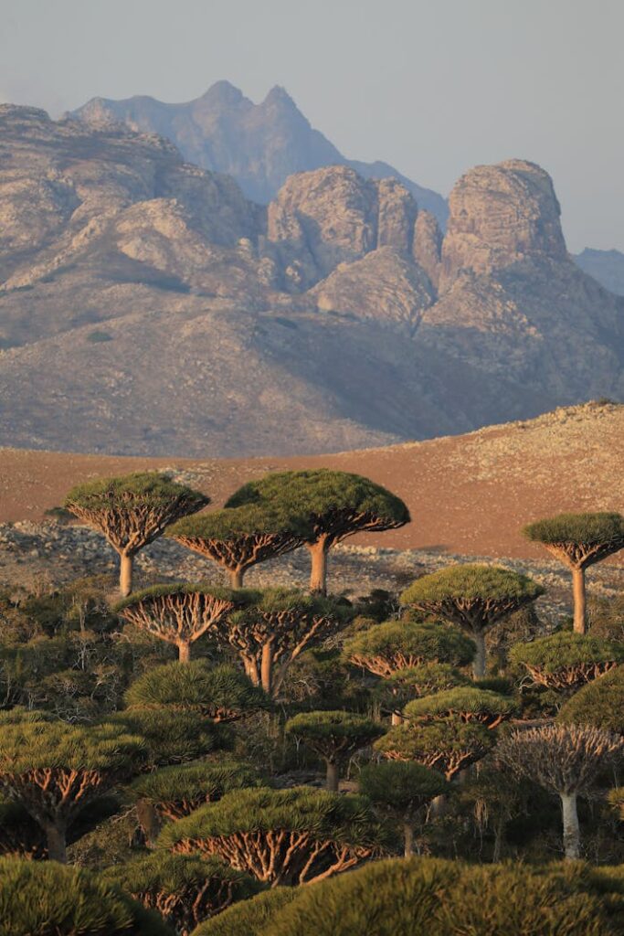 pexels-photo-16007577 Landscape of Dracaena Dragon Trees and Mountains in the Background